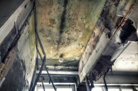 Best Real Estate Mold Inspection in Caldwell, ID